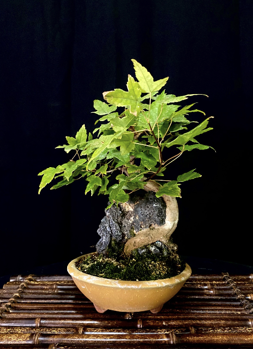 Shonin Root Over Rock Trident Maple
